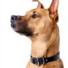 GoTags Stainless Steel Dog ID Tag Laser Engraved-4