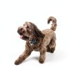 GoTags Silicone Pet ID Tags Silent Durable Customizable-2