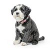 AM Nails Personalized Pet ID Tags Stainless Steel Silicone-4