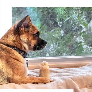 Georg's Life Lessons for Dogs Kindle Edition-0